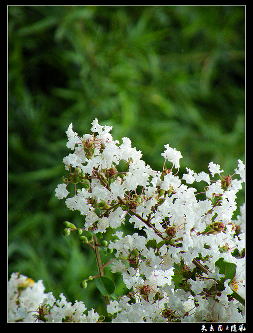 杂花5.jpg