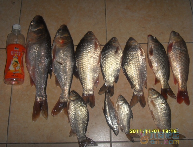 11月1日下午渔获