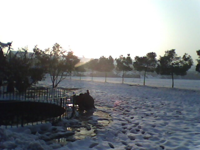 IMG0427A.jpg