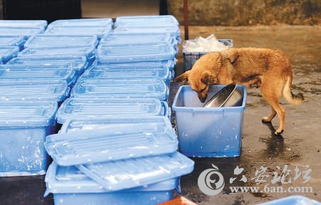 简陋的“消毒”场地，一条狗在舔食餐具里的残羹