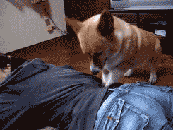 1330265378357.gif