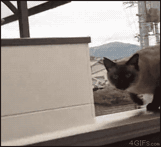 1330265313341.gif