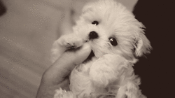 1330265320421.gif