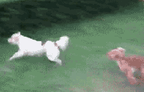 1330267342459.gif