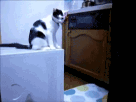 1330267341470.gif