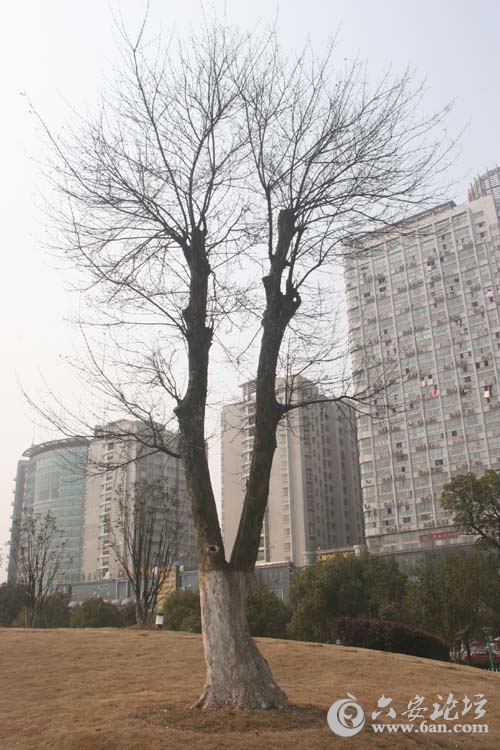 三角枫.jpg