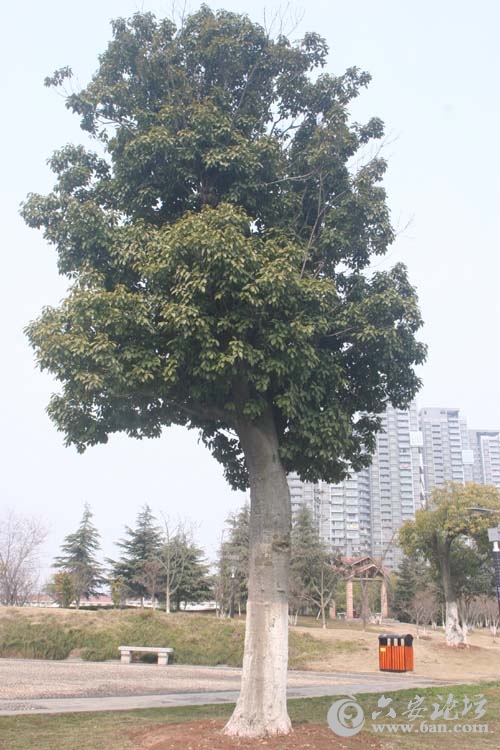 青冈栎.jpg