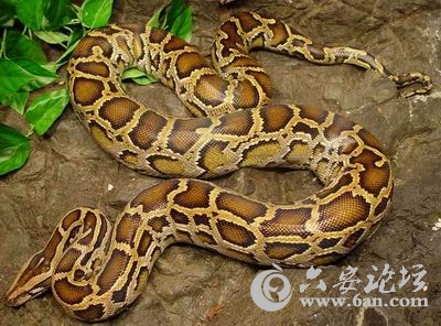 缅甸蟒.jpg