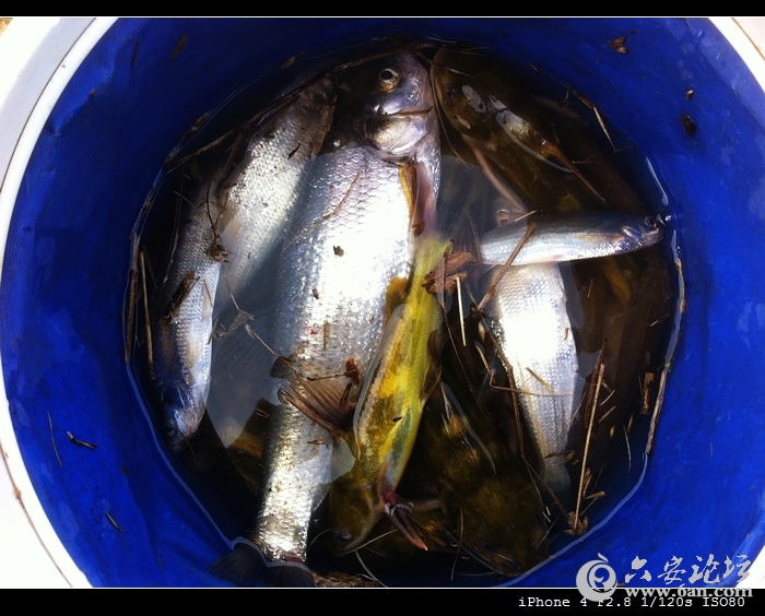20120314渔获.jpg