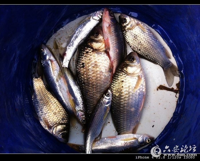 20120321渔获.jpg