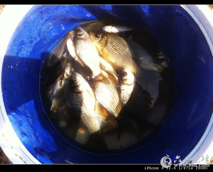 20120326上午渔获.jpg