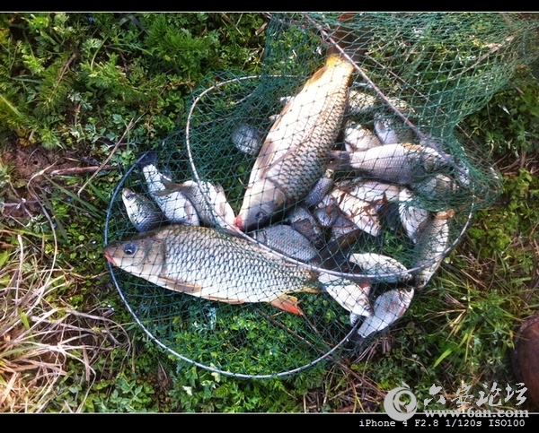 20120326下午渔获.jpg