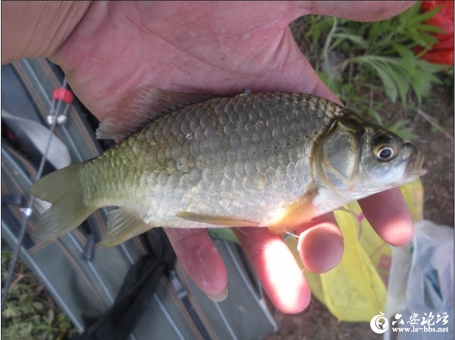 鱼虽不大   但是正宗野生鲫