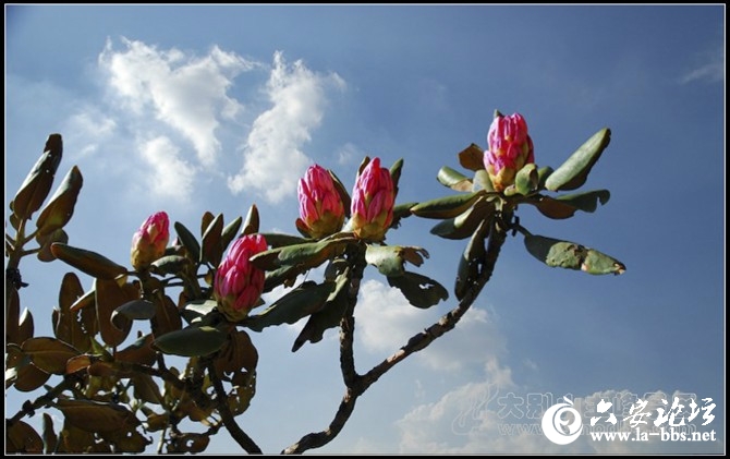 千年都枝杜鹃1.jpg