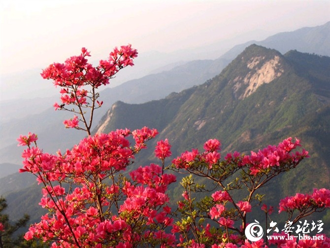 映山红.jpg