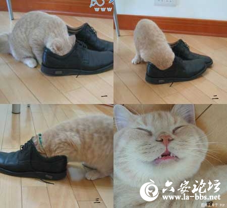 猫咪死因大揭秘.jpg