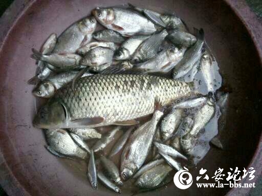 七夕节沙河上午没口，下午开始不停。爽