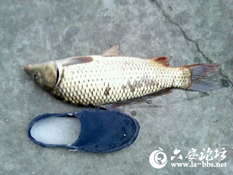 1.0主线，0.4子线，干的真爽，正好3.5斤。