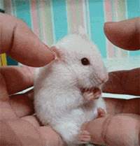 t0248da8c3a3a0730c9.gif