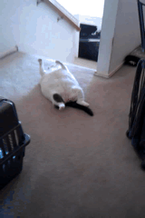 t02c26fbae2e8426b28.gif