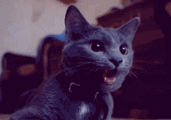 2012091908523632056.gif