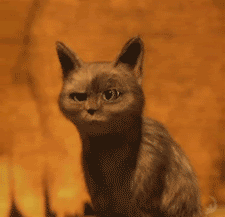 107157.gif