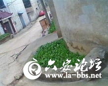 IMG0815A.jpg