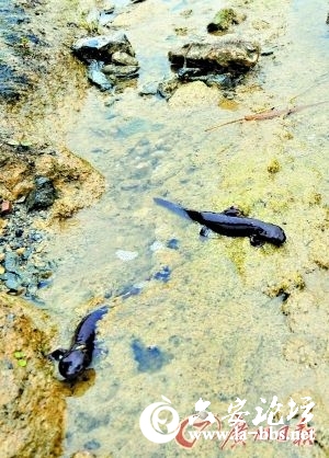 小溪中发现的怪鱼”原是两栖“贵族”无斑肥螈。