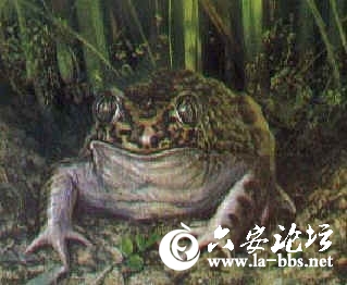 牛蛙.jpg