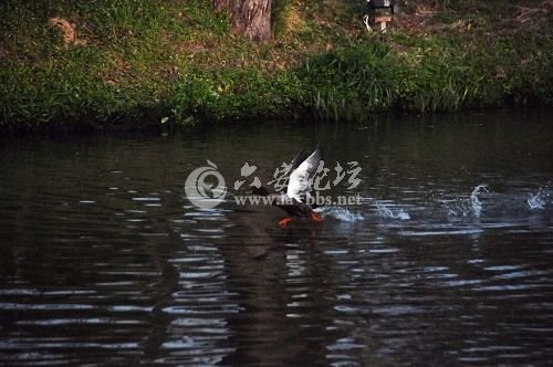 扬州瘦西湖上野鸭的水上芭蕾 