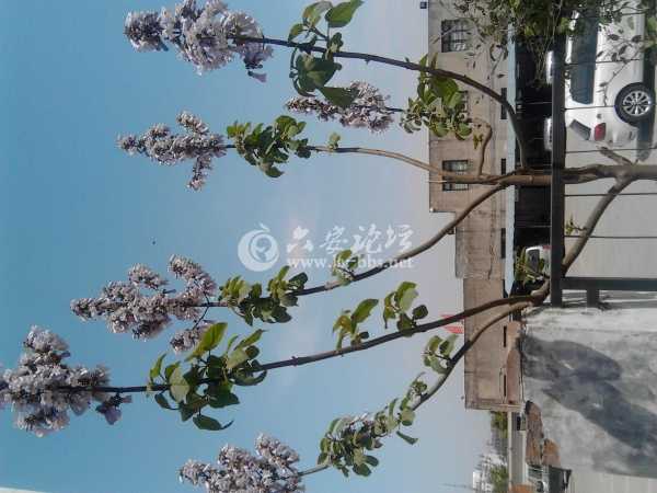 IMG_20130412_133023.jpg