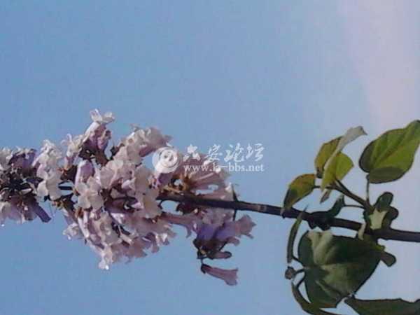 IMG_20130412_133036.jpg