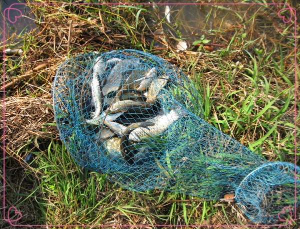 13.4.13鱼获 14.jpg