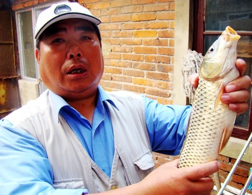 今天下午我在揚州保障湖釣到一條大龍魚