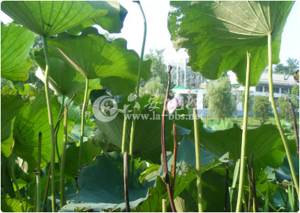QQ截图20130709094738.png