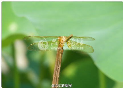QQ截图20130709094756.png