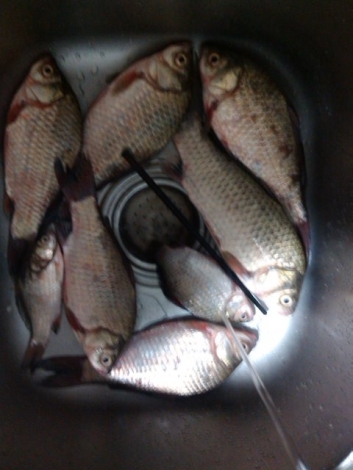 星期六晚渔获，大鲫鱼