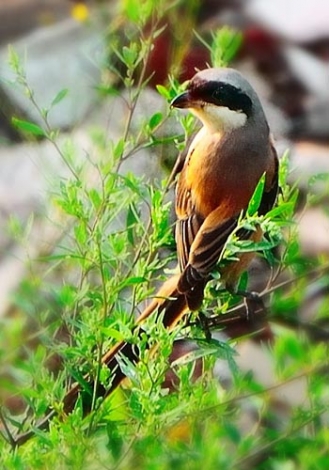 982683_huamei1.jpg