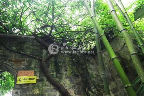 香雪海腾.jpg 香雪海腾.jpg