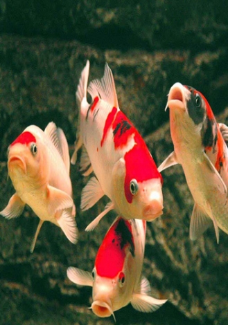 968990_jinli2.jpg