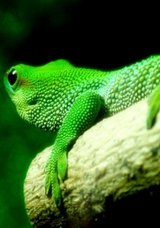1038179_bianselong.jpg