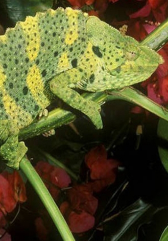 1038179_bianselong2.jpg