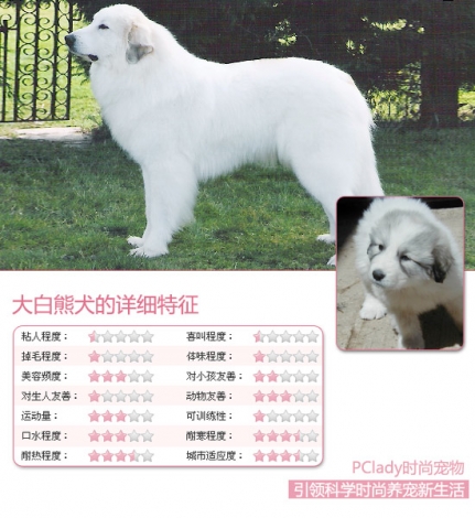 471476_dabaixiong.jpg