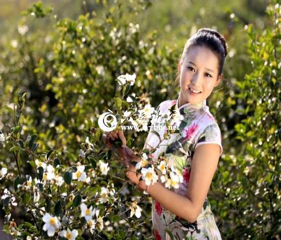 2013.11.16油茶花节 622_编辑.jpg