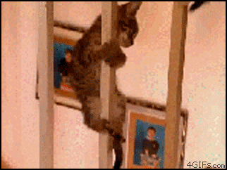 4b91c879jw1dlfk1nrpx9g.gif