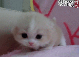 4b91c879jw1dlfmnckk01g.gif