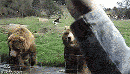 1349697897601.gif