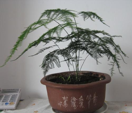 wenzhu.jpg