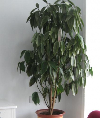 pinganshu.jpg