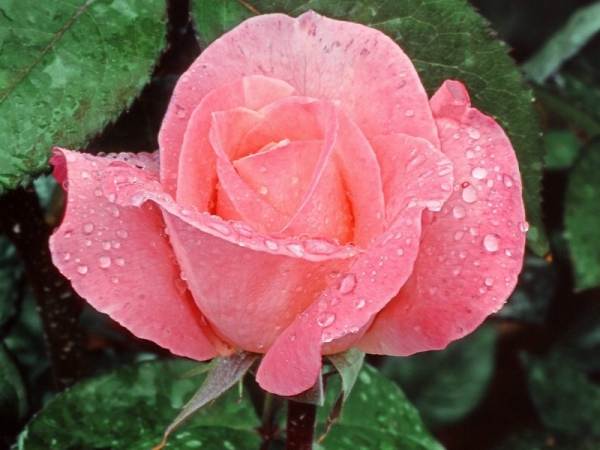 meilidehuaershijiepiaoliangbizhi_436539_m.jpg